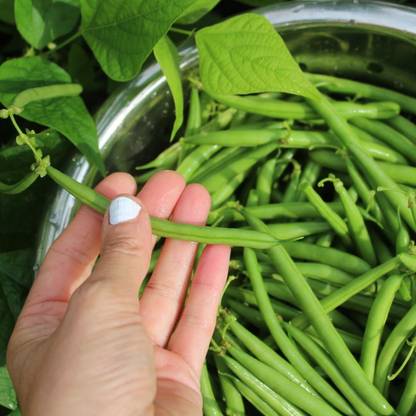 Aywal French Beans Vegetable Plant Seed