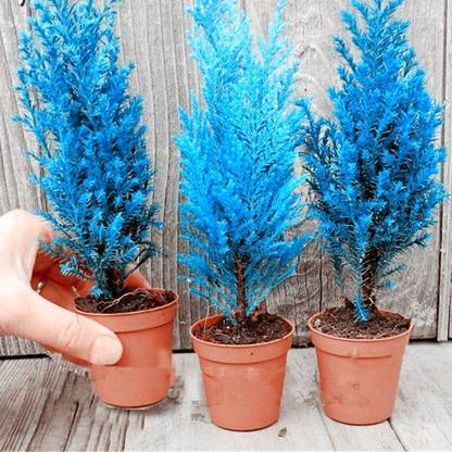 NooElec Seeds India Exotic Italian Blue Cypress Tree Seed