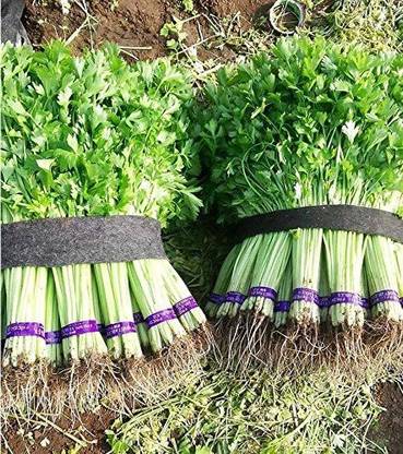 VibeX ® VLR-115 Celery Smallage Seeds Seed