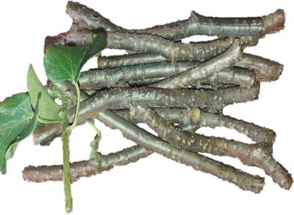 Treasure wave Giloy, Root Seed
