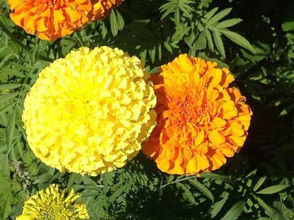 CYBEXIS NDIR-51 - Mexican Marigolds Cool Mix - (2250 Seeds) Seed