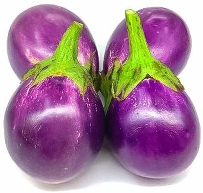 UGRA Small Round Purple Eggplant Baby Eggplant Seed