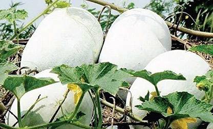 Aywal Ash Gourd Hybrid Seed