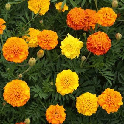 VibeX VVI-89 - Petite Mix French Marigold - (250 Seeds) Seed