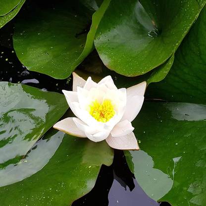 CRGO ™ VXI-418 Water Lily Aquatic Water Features Seeds Seed