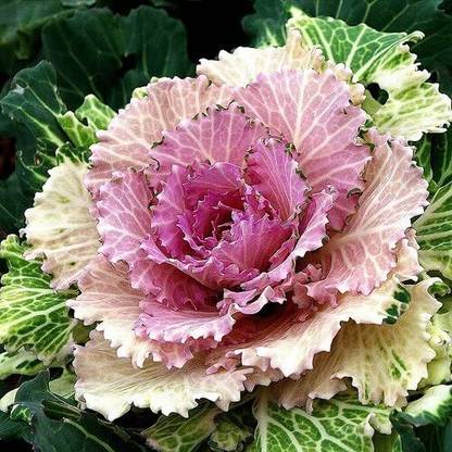 Lorvox Ornamental Cabbage Kale Seeds Nagoya Mixed F22 Seed
