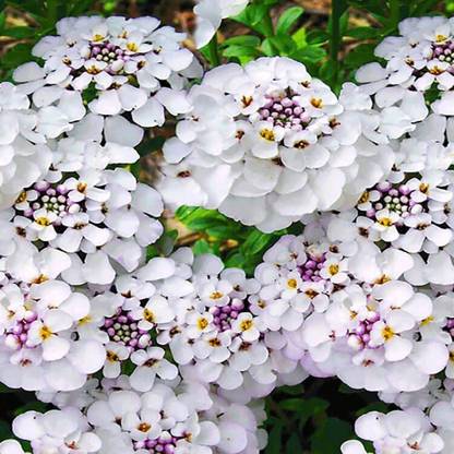 VibeX Flower Candytuft Seeds For Home and Balcony Gardning winter (200 Seeds) Seed