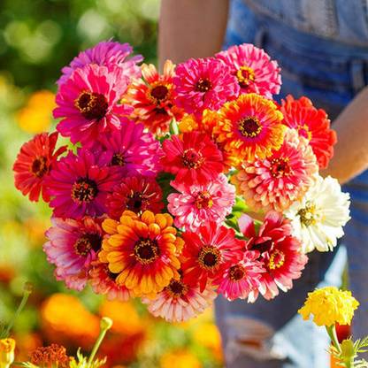 CEZIUS Seeds for Your Beautiful Home Gardening Zinnia Carousel Mix Seed