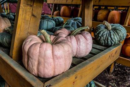VibeX ® RXI-336 Porcelain Doll Pumpkins Seeds Seed