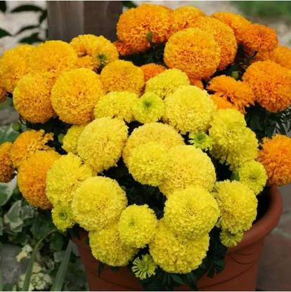 G-Bubbly Marigold, Gandha fool Seed