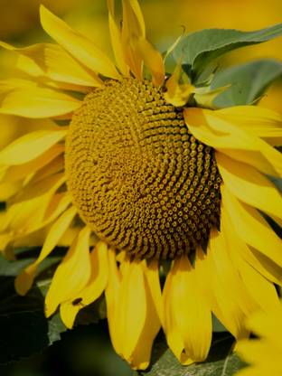 Mozette Exotic sunflower Seed