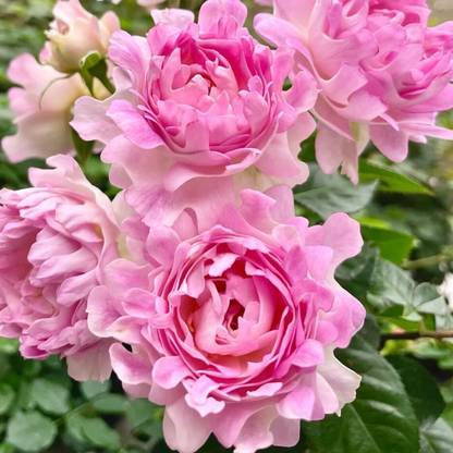 WILLVINE Sea Anemone Rose Seed