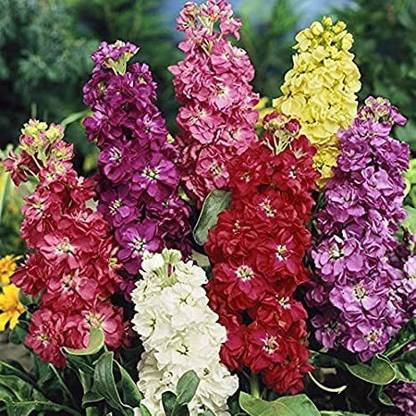 KANAYA Stock Matthiola Incana Mixed Color Flower Seed
