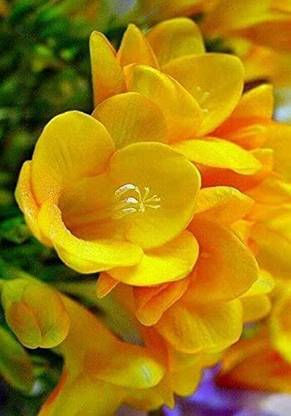 JVK Aromatic Flowers,, Freesia Double Flower, Good Germination (PACK OF 1) Seed