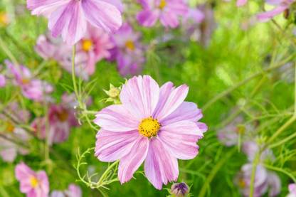 CEZIUS Flower for Garden Cosmos bipinnatus ‘Rosetta’ Seed