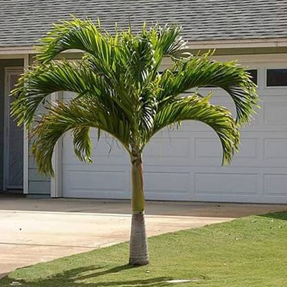 SHOP 360 GARDEN Roystonea Regia / Royal Palm Tree Seeds For Growing Seed