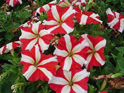 CYBEXIS Hummingbird Petunia Flowers Seed For Winter Season Seed