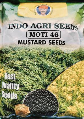 HYBRID Pioneer Mustard sigment seeds (moti-46) highest yield Verity 1kg Seed