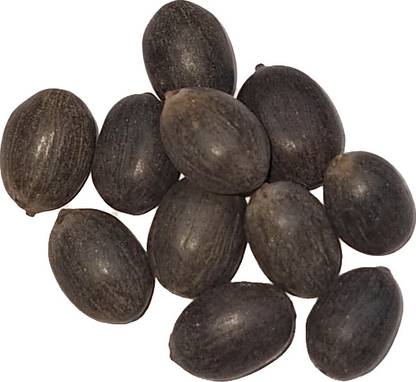 AA ENTERPRISES Kamal Gatta Seed
