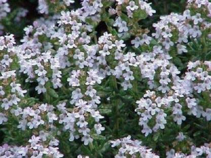 VibeX TLX-41 - Lemon Thyme Thymus Citriodorus - (1350 Seeds) Seed