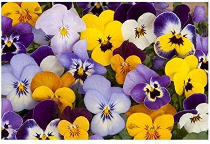 wequality Pansy flower seeds hybrid double/Pansy seed 26 Seed