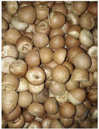 KTC Pooja Supari, Betel nuts Seed