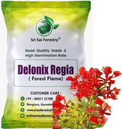 SRI SAI FORESTRY Gulmohar Red Delonix Regia Flower Tree Seed