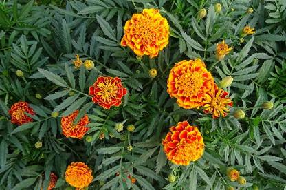 TRICONE Hybrid Orange Marigold Genda Flower Seeds 50 Beej M20 Seed ...