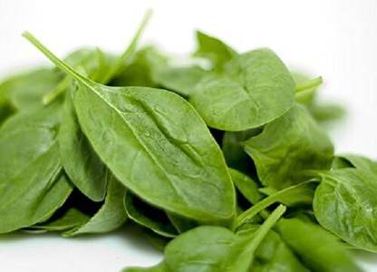 KNESSiN Spinach MATADOR Seed