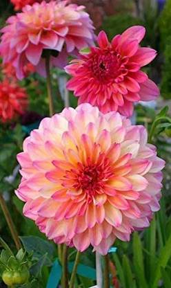 VibeX VVI-21 - Rare Mix Dahlia Flower - Easy to Grow - (60 Seeds) Seed