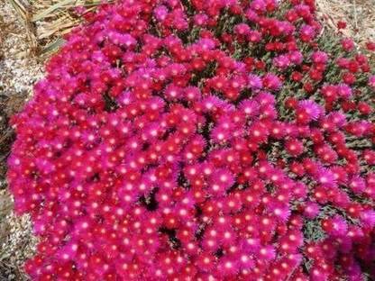 CYBEXIS Delosperma Carmine Red/Ice Plant Ground Cover Perennial Flower Seeds Seed