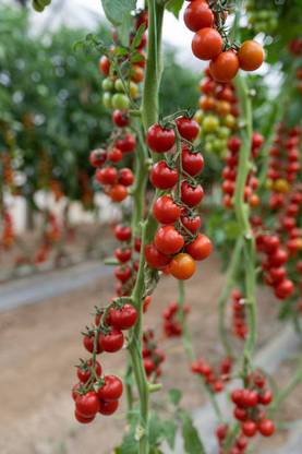 Liker tomato Seed