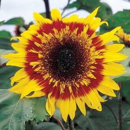 VibeX ® VLR-101 The Joker Sunflower Seeds Red and Yellow Seed