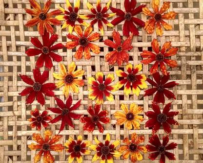 XOLDA Exotic coreopsis Seed