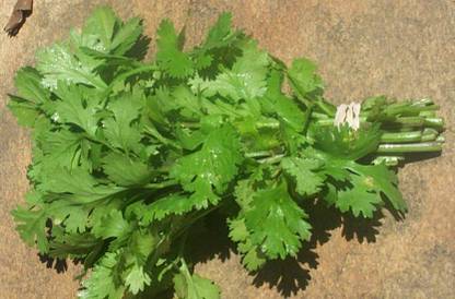 hussn Parsley Vegetable Seed
