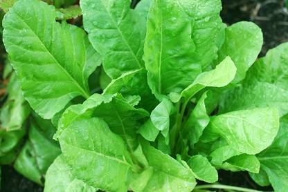 CHILLATAI Palak Keerai, . Seed
