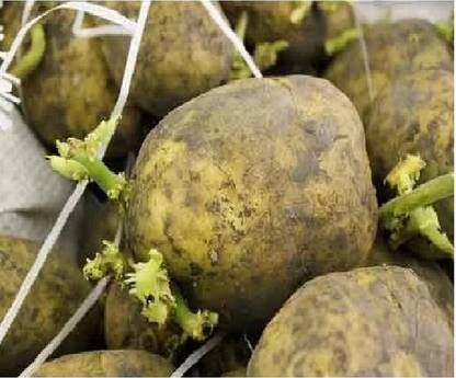 wequality Potato seeds 100% germination for home plant Seed
