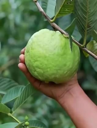 ibains Big guava seeds Seed