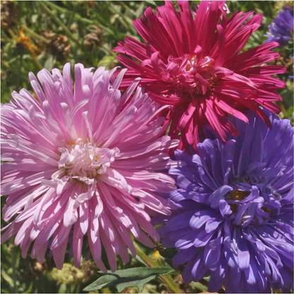 WILLVINE ™ Crego Mix China Aster (Callistephus chinensis)-100 SEEDS Seed