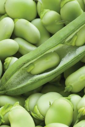 Avysa Broad Beans/Bakla Vegetable बाकला फली Seed