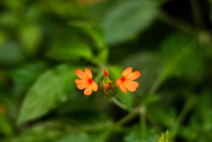 AK AGRO HYBRID SEEDS kanakambaram-firecracker-crossandra Seed