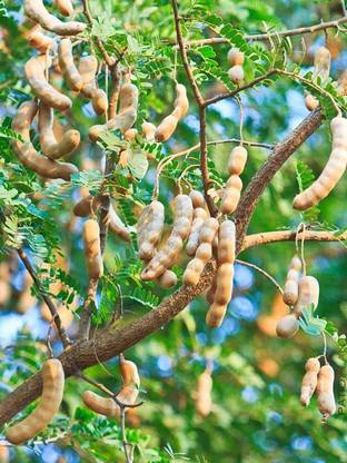 KANAYA Meethi Imli ( Tamarind) Seed