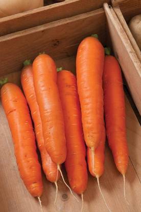 VibeX ® VMR-240 Bolero F1 Carrot Seeds Seed