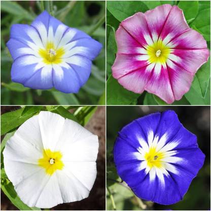 WILLVINE ™ Ensign Morning Glory Mixture (Convolvulus Tricolor)-50 SEEDS Seed
