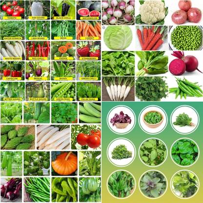 ibains Vegetable seeds for rainy season biij 237 Seed