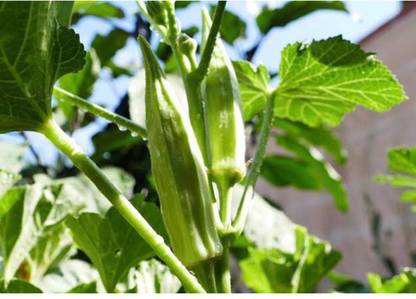 greenfarm NXC- Long Okra Seeds/ LadyFinger Seeds/ 120 X Seeds ,nkk24 Seed