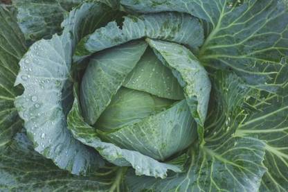 nesto Cabbage/पत्ता गोभी Vegetable Seeds Seed