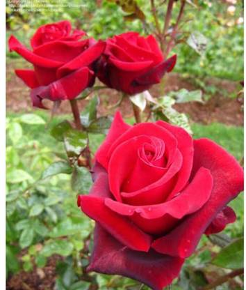 greenfarm NXC- Fragrant Rose Flower Seeds /Gulab Seeds, 70 X Seeds ,yte9 Seed
