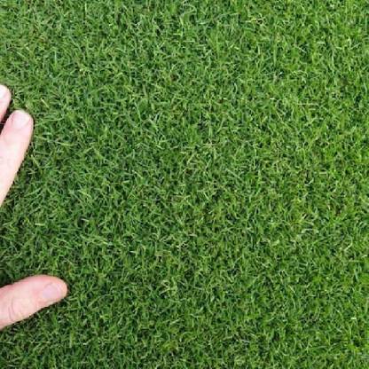 BDSresolve korean velvet grass seeds pack of 7500 Seed