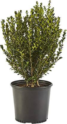VibeX ® VMR-19 Shrub Wintergreen Boxwood Seed